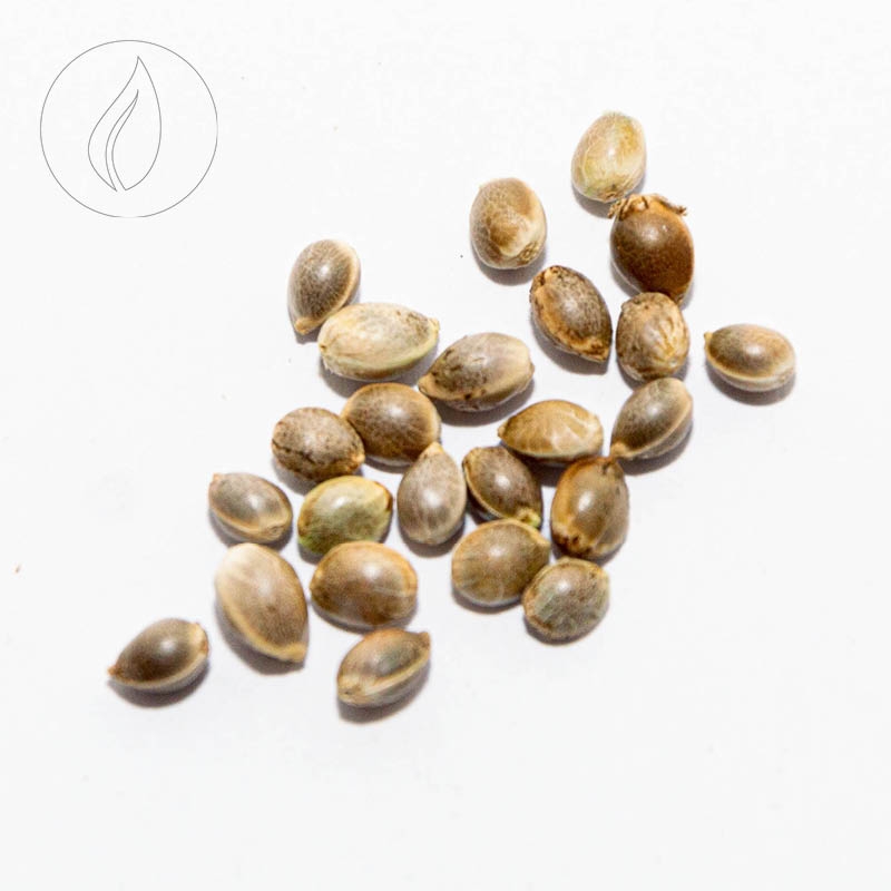 BGG CBD Samen Zenergy 50 Stk