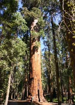 Riesen-Mammutbaum / 110 Samen