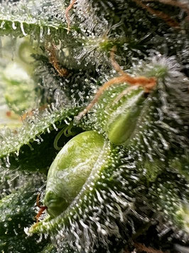 Cannabees - Lemonice  Mini Buds (Indoor) 18gr