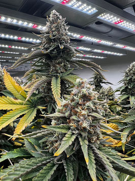 Cannabees - Lemonice  Mini Buds (Indoor) 18gr