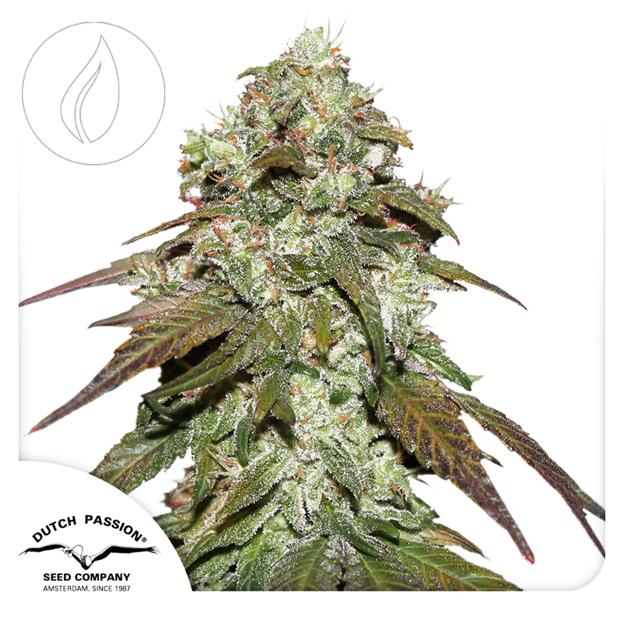 Dutch Passion CBD Mazar 10 Seeds