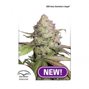 DUTCH PASSION CBD CHARLOTTES ANGEL AUTOMATIC 3STK.