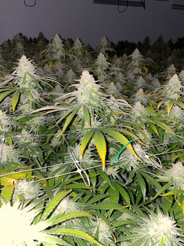 Cannabees - The White Mini Buds (Indoor) 18gr